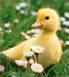    this is a duck 
